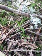 Слика од Moehringia macrophylla (Hook.) Fenzl