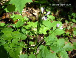 Plancia ëd Cardamine chelidonia L.