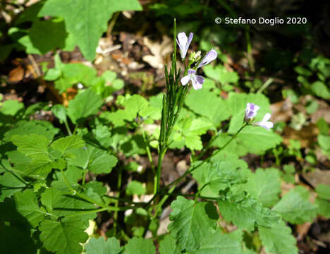 Plancia ëd Cardamine chelidonia L.