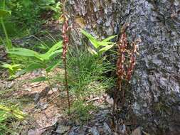 Image of Corallorhiza maculata var. maculata