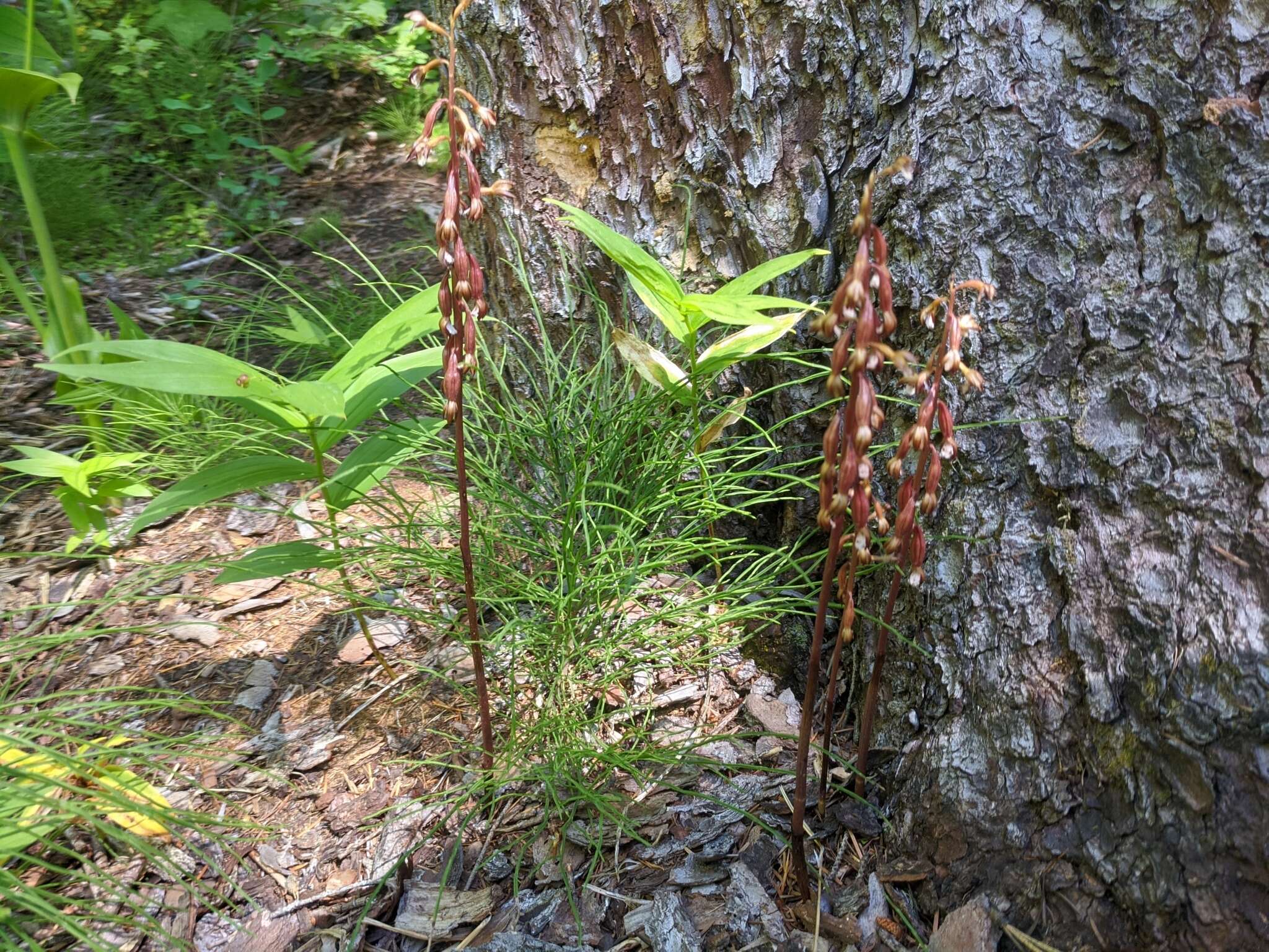 Image of Corallorhiza maculata var. maculata