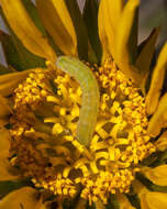 Image of cotton bollworm