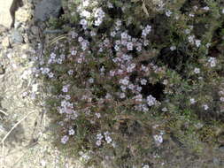 Image of Frankenia ericifolia Chr. Sm.