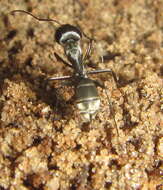 صورة Camponotus cinctellus (Gerstaecker 1859)