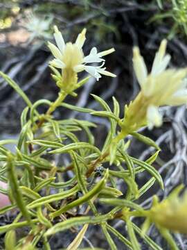 Image of Columbian goldenbush