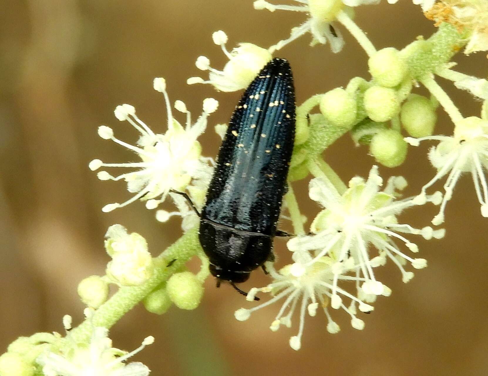 Imagem de Buprestidae