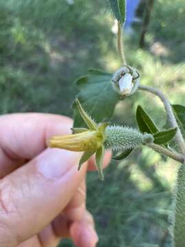 Image of Texas blazingstar