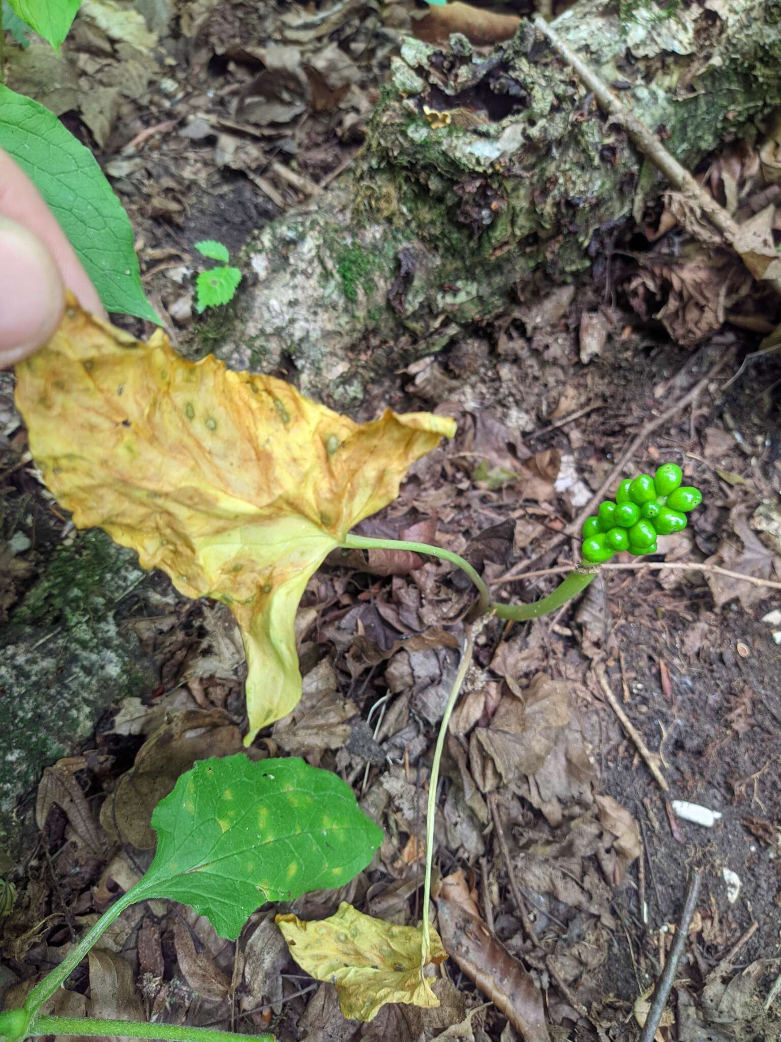 Image de Arum orientale M. Bieb.