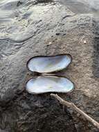 Image of Spectacle Case Pearly Mussel