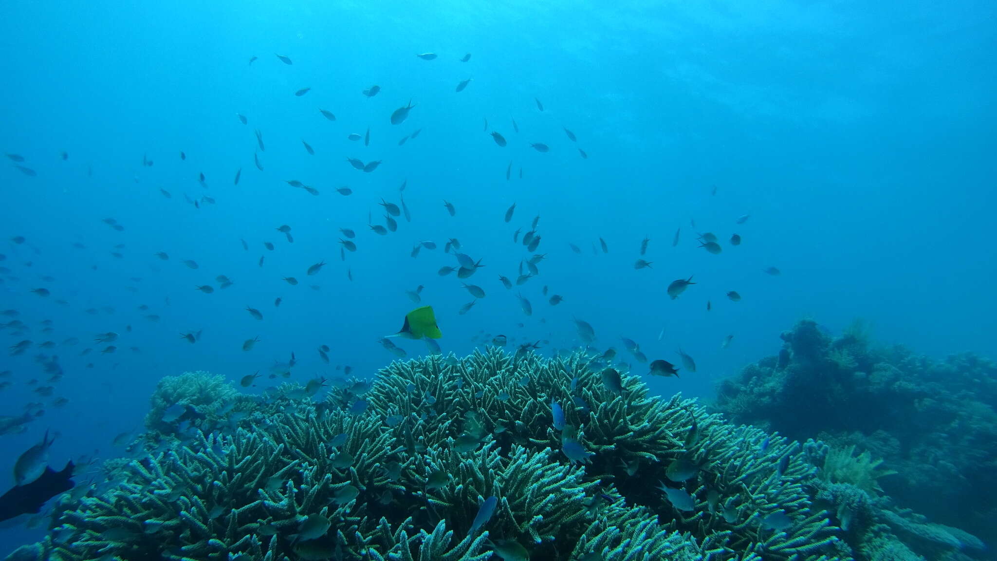 Image of Big long-nosed Butterflyfish