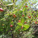 Rhamnus calderoniae R. Fernández Nava resmi