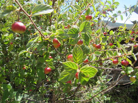 Image of Rhamnus calderoniae R. Fernández Nava