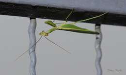 Parastagmatoptera unipunctata Burmeister 1838 resmi