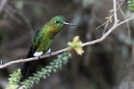 Image of Golden-breasted Puffleg