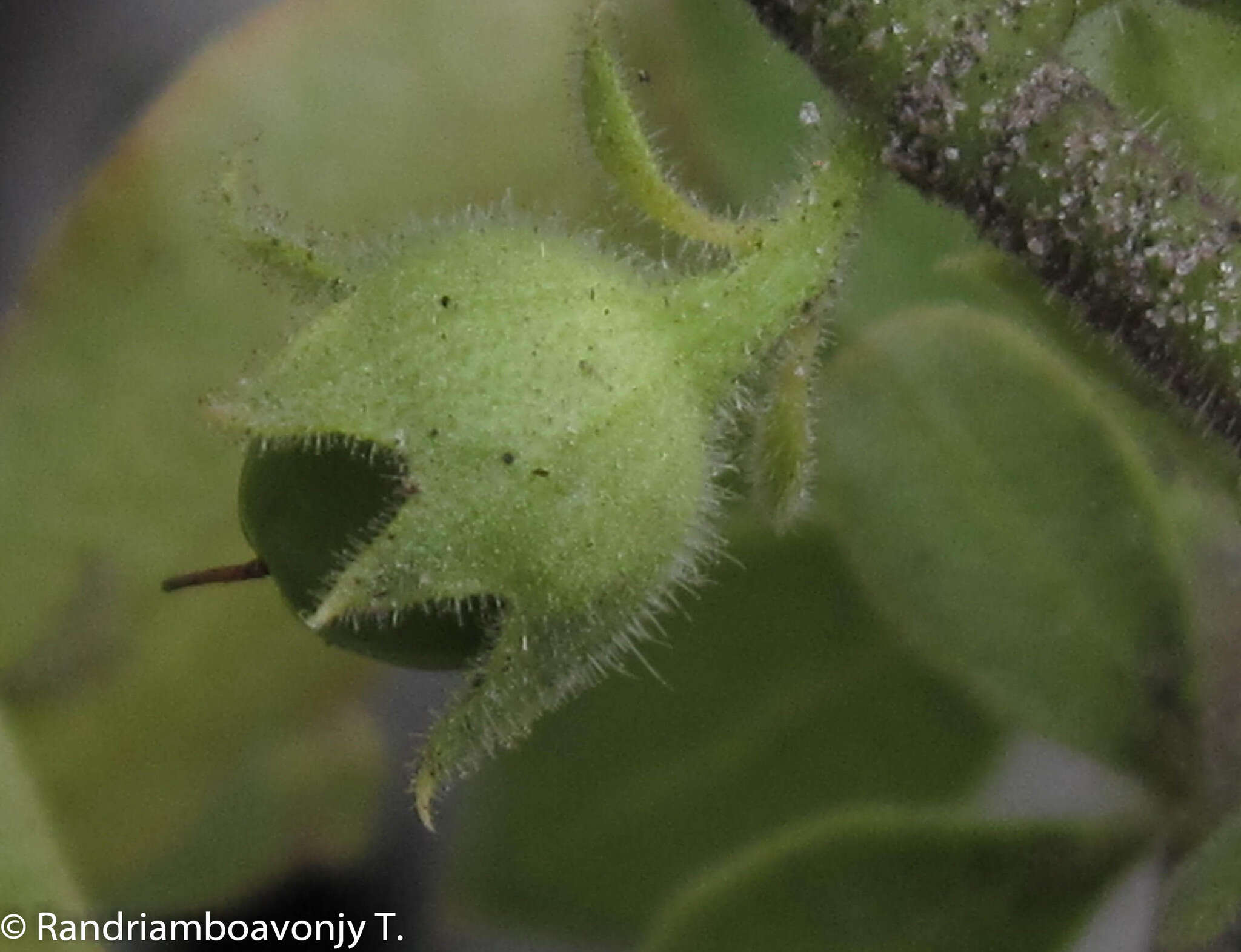 Image of Radamaea montana Benth.