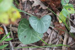 Image of Lewis' heartleaf