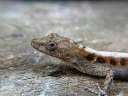 Image of Anolis macrophallus Werner 1917