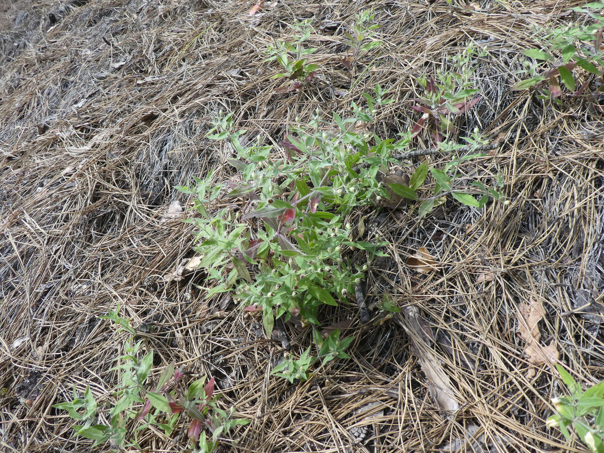 Image of Menzies' campion