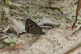 Image of Ypthima lisandra Cramer 1782