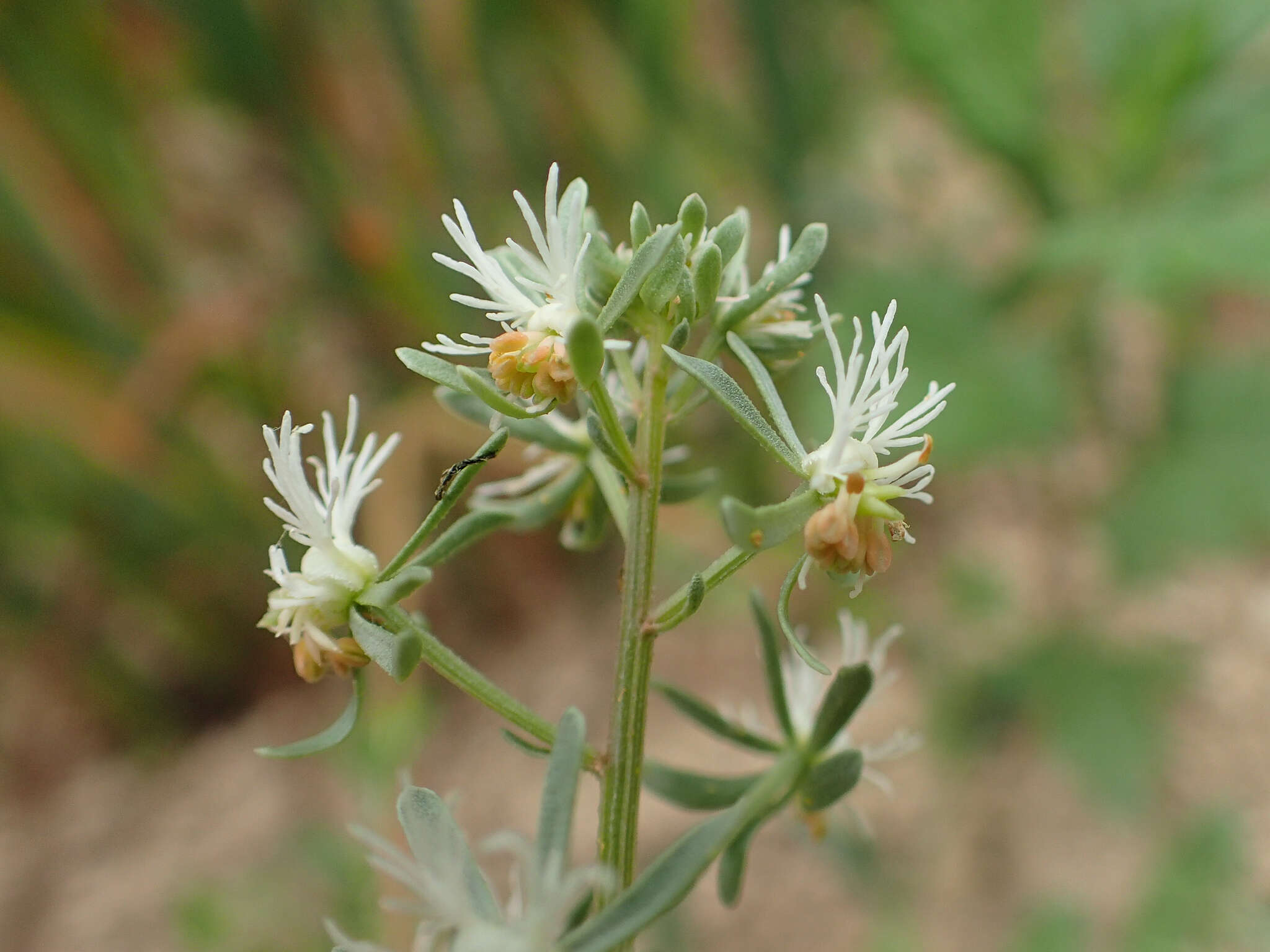 Image of rampion mignonette