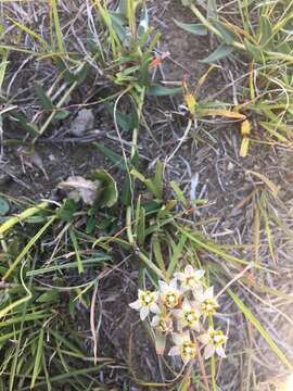 Asclepias multicaulis (E. Mey.) Schltr. resmi