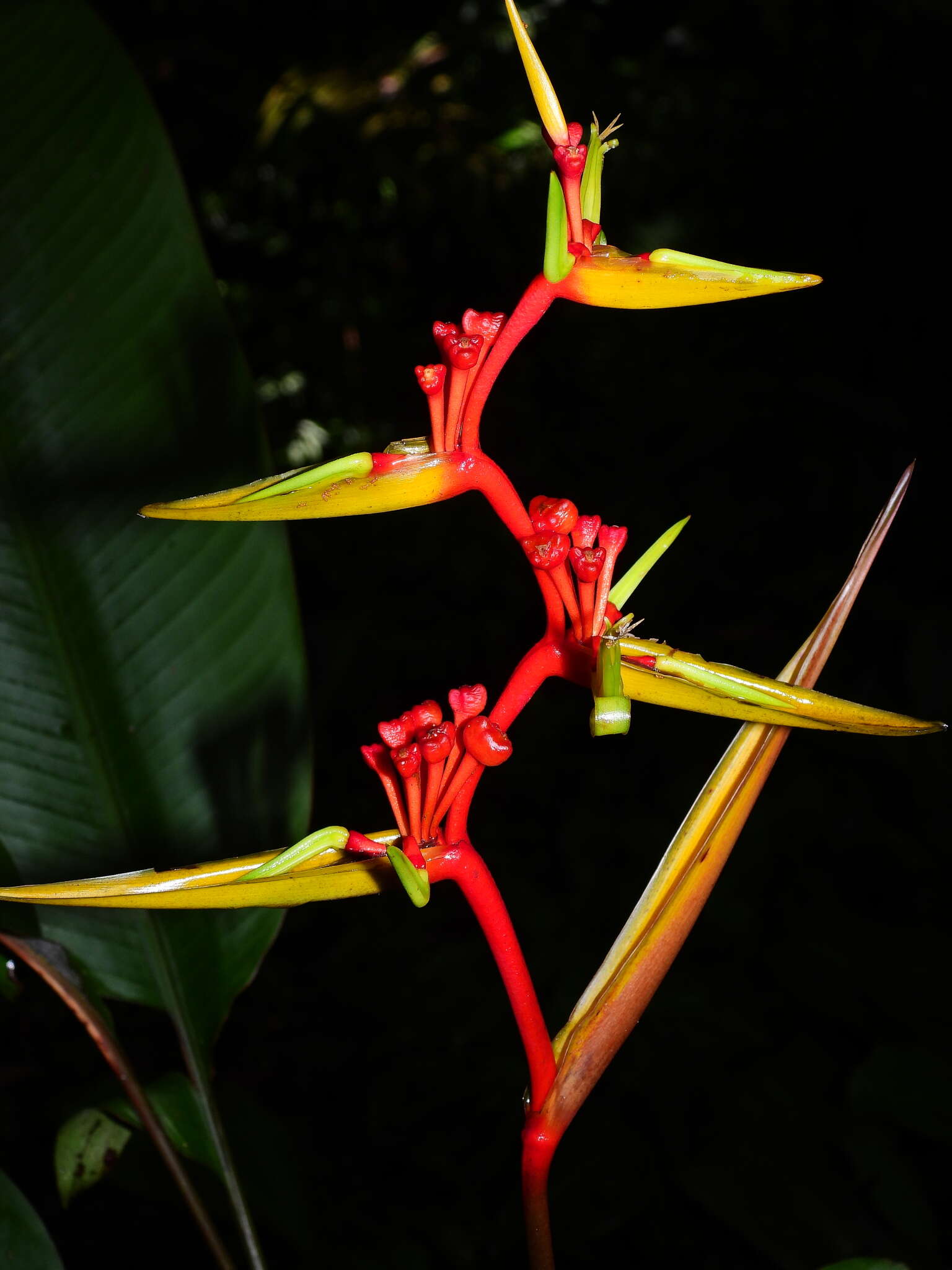 Image of Heliconia richardiana Miq.