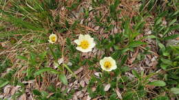 Imagem de Dryas octopetala subsp. oxyodonta (Juz.) Hult.