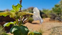 Image of Rogeria longiflora (Royen) J. Gay