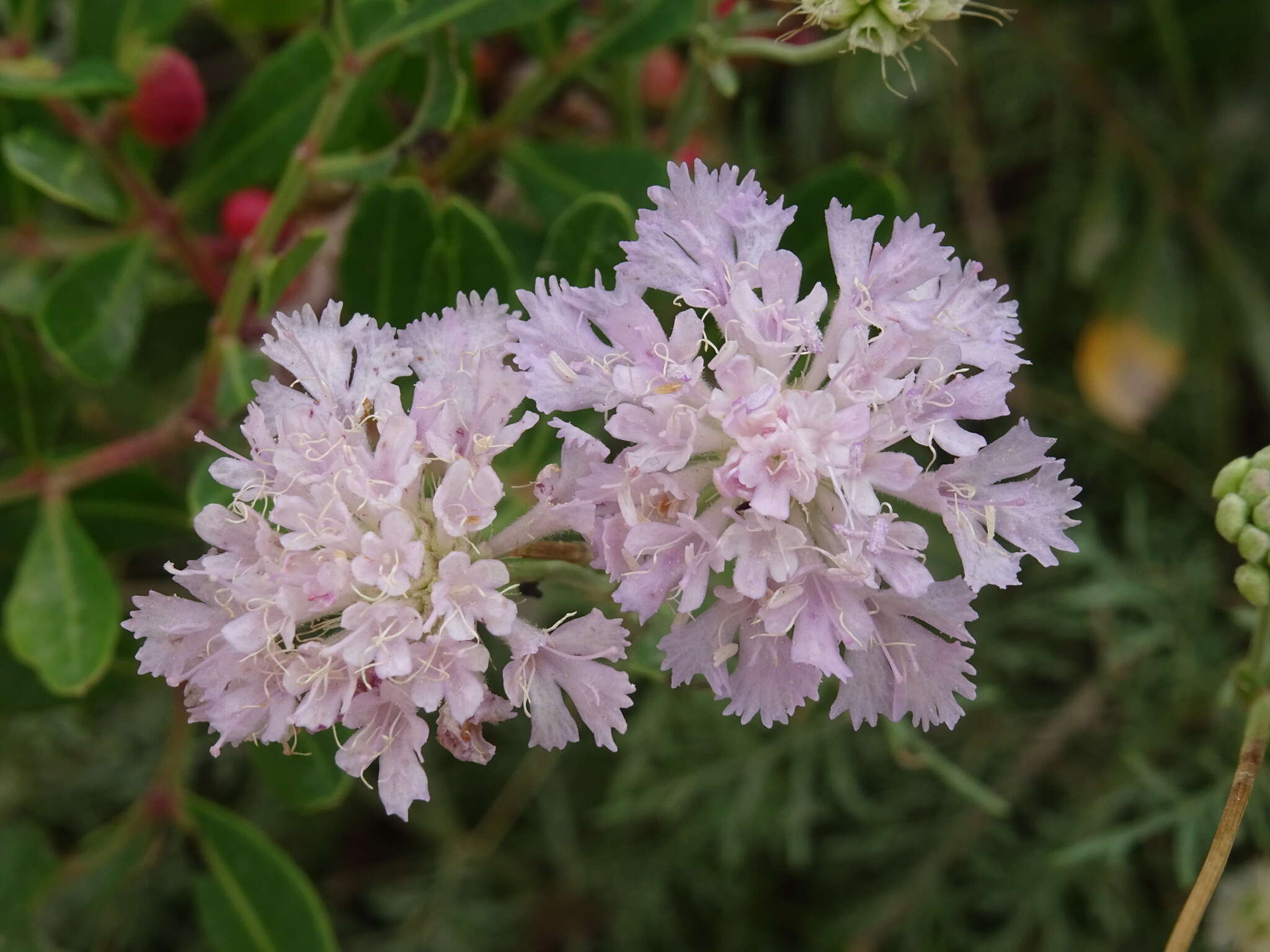 Image of Lomelosia crenata (Cyr.) W. Greuter & Burdet