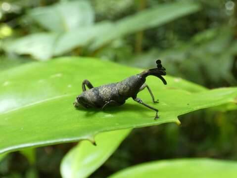 Image de <i>Rhodobaenus nigrofasciatus</i>