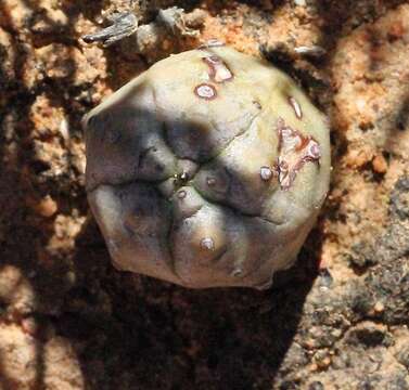 Image of Euphorbia pseudoglobosa Marloth