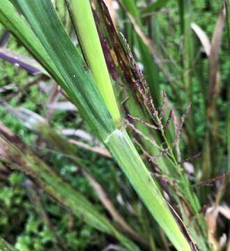 Image of Red-Top Cut-Throat Grass