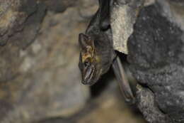 Image of Naked-rumped Tomb Bat