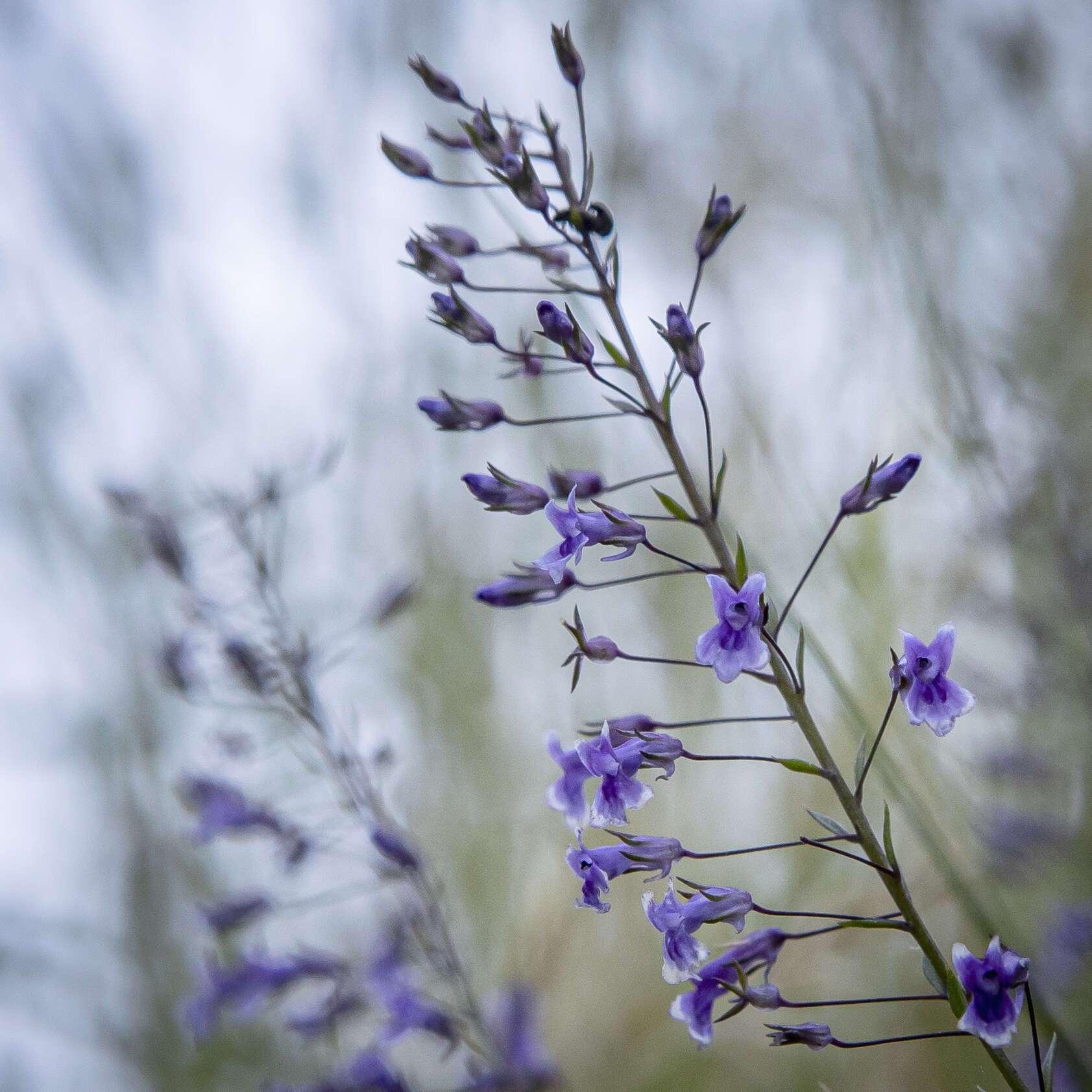 Image de Anarrhinum longipedicellatum R. Fernandes