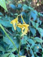 Image of Impatiens longiloba Craib