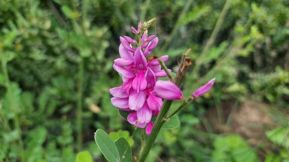 Imagem de Indigofera cassioides DC.