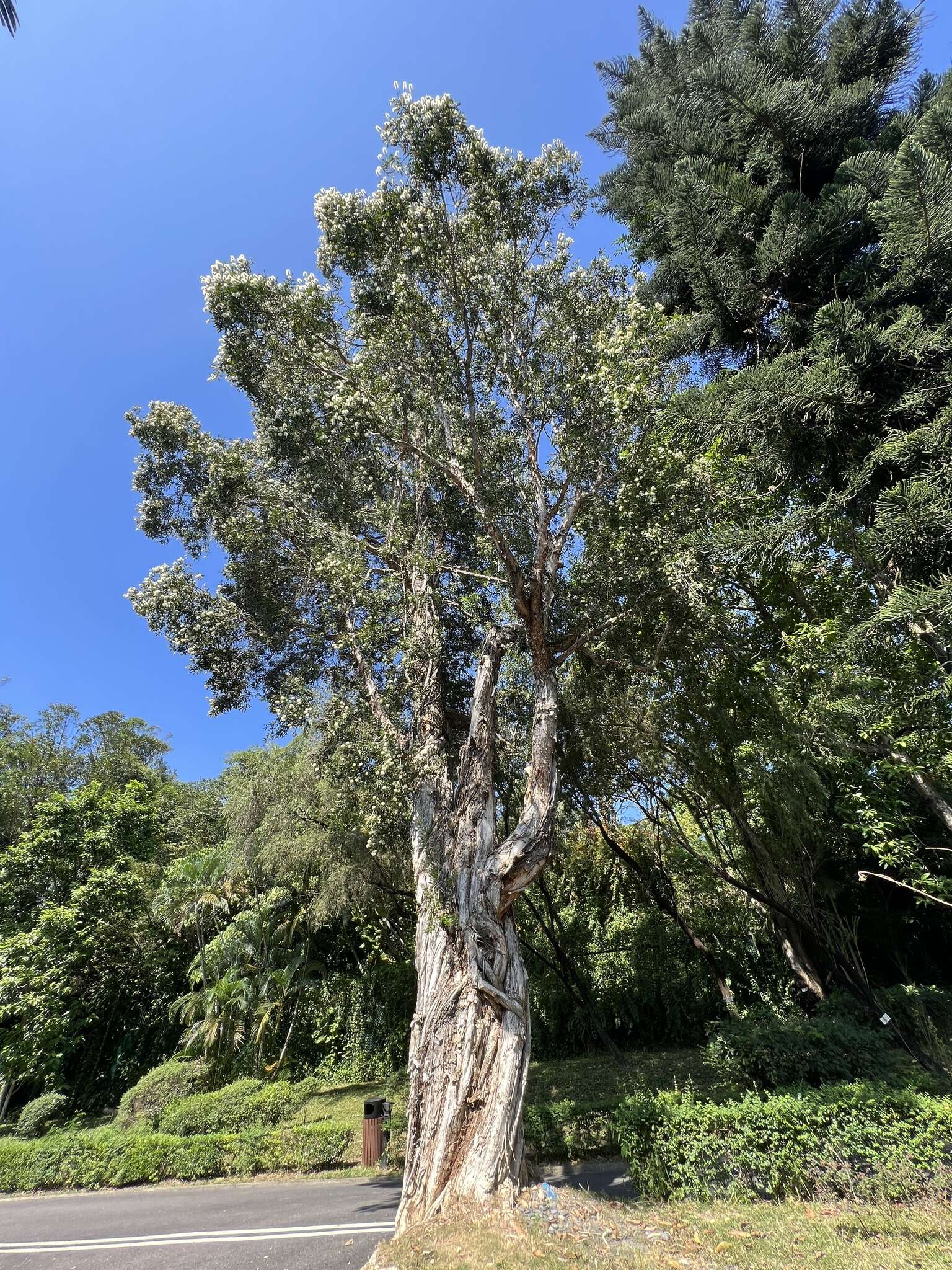 Image of Melaleuca cajuputi subsp. cumingiana (Turcz.) Barlow