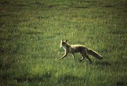 Image of Vulpes vulpes schrencki Kishida 1924