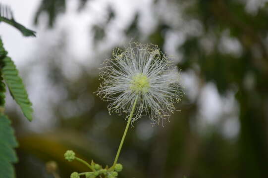 Plancia ëd Zapoteca portoricensis (Jacq.) H. M. Hern.