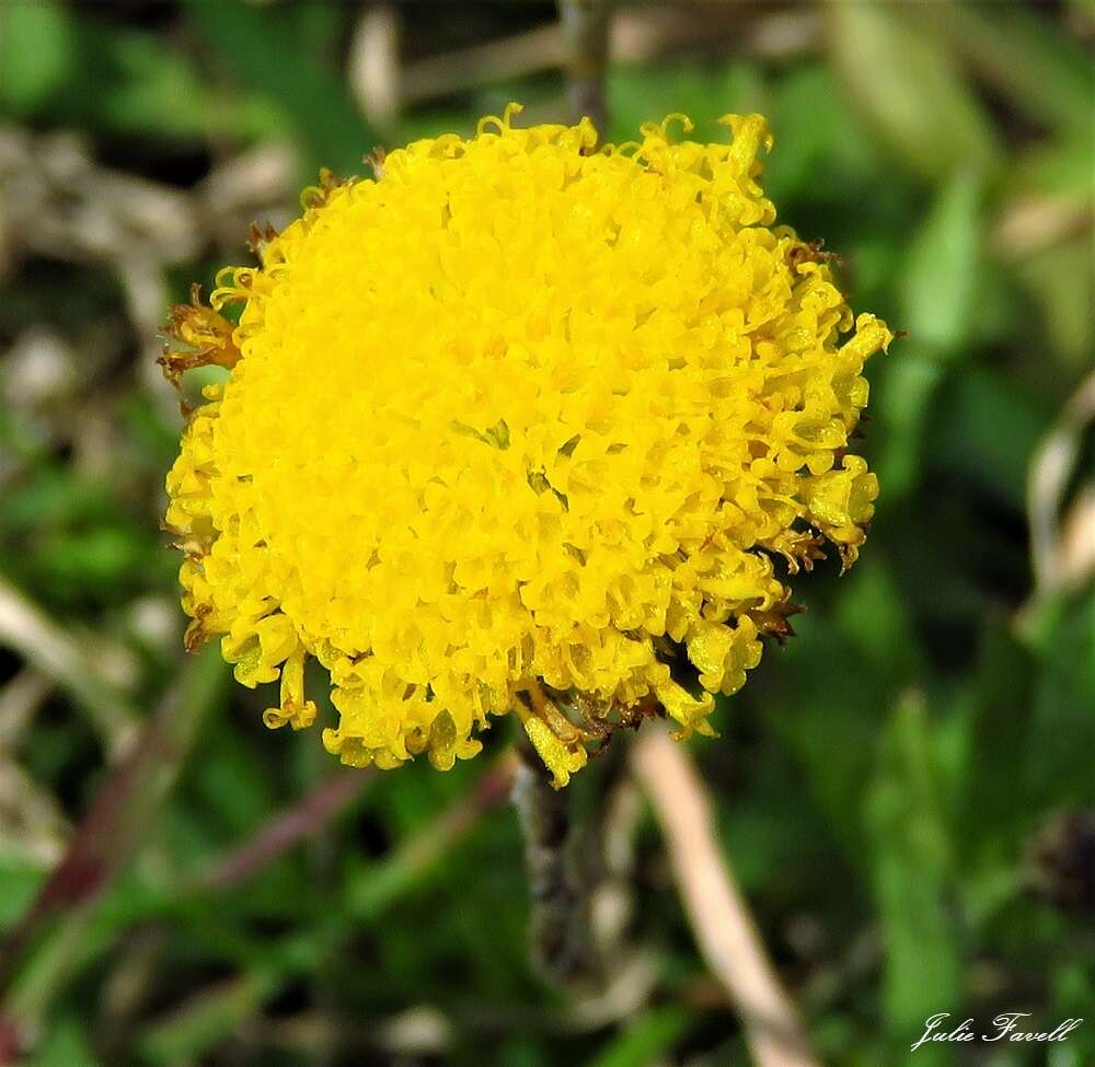 Слика од Leptorhynchos squamatus (Labill.) Less.