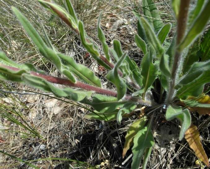 Image of Hesperis tristis L.