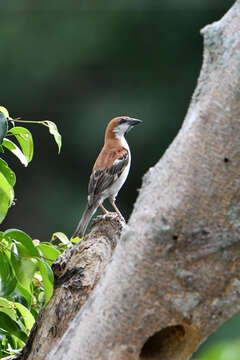 Image of Russet Sparrow