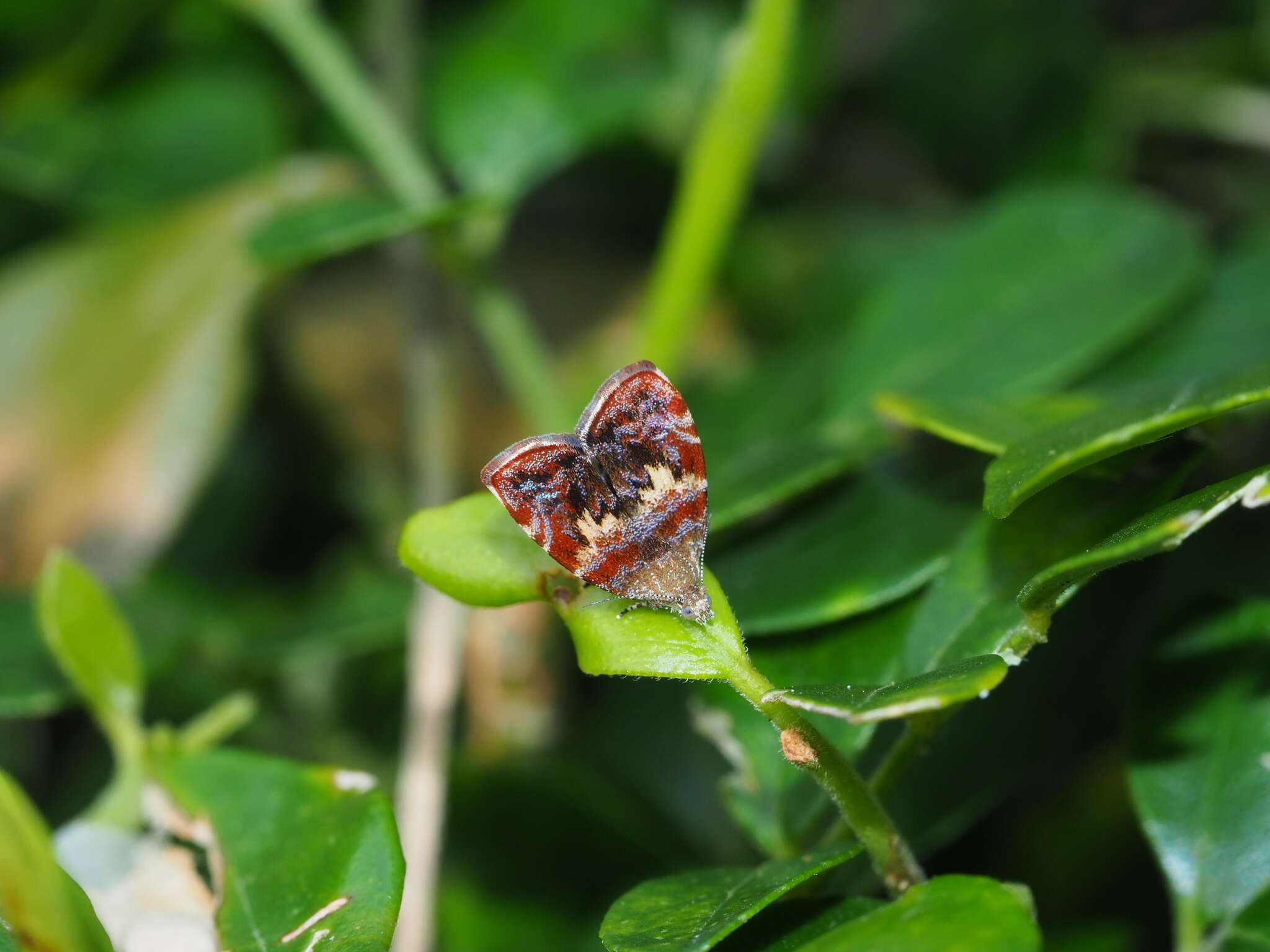 Image of Choreutis sexfasciella Sauber 1902