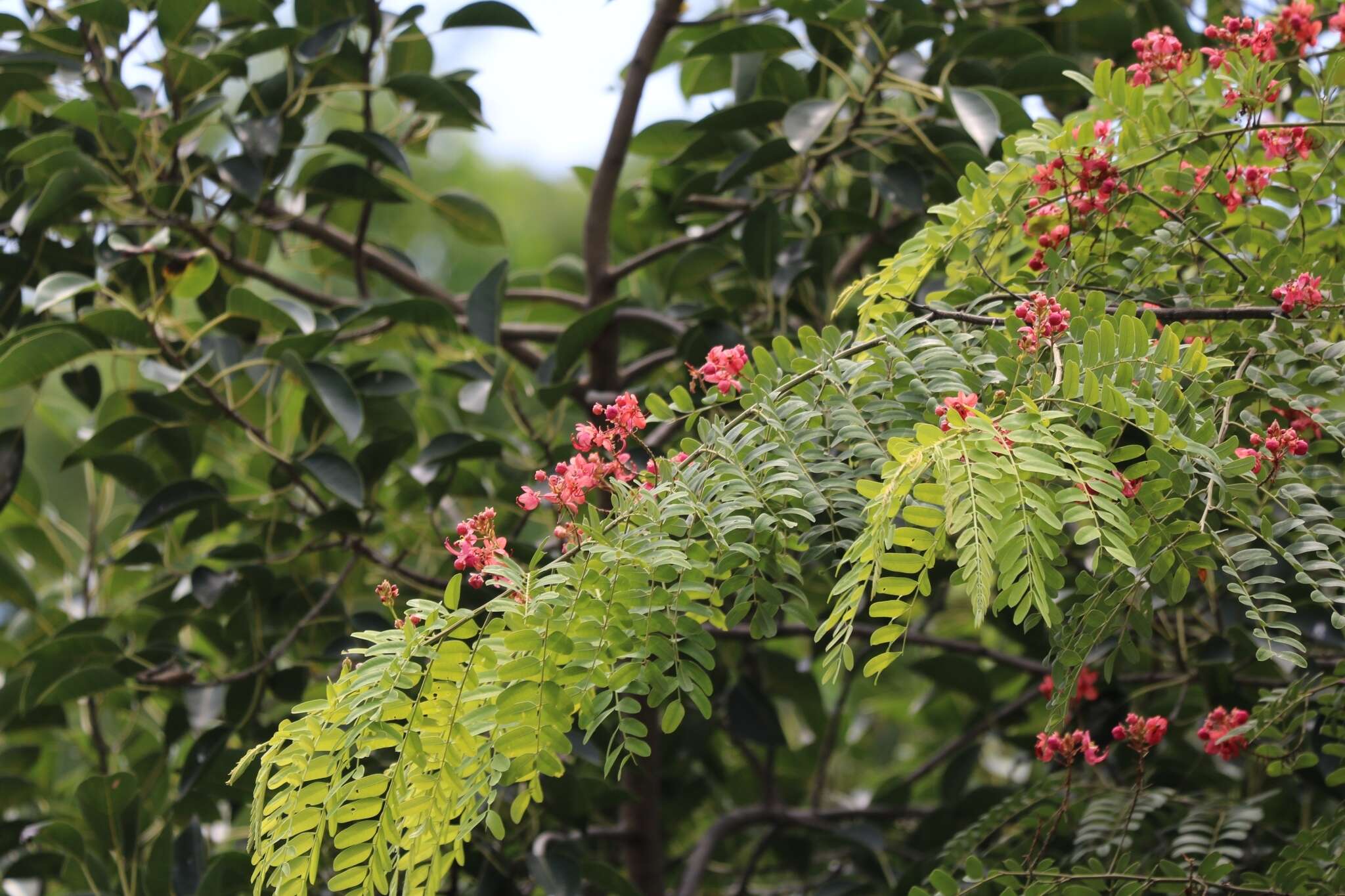 Cassia roxburghii DC. resmi