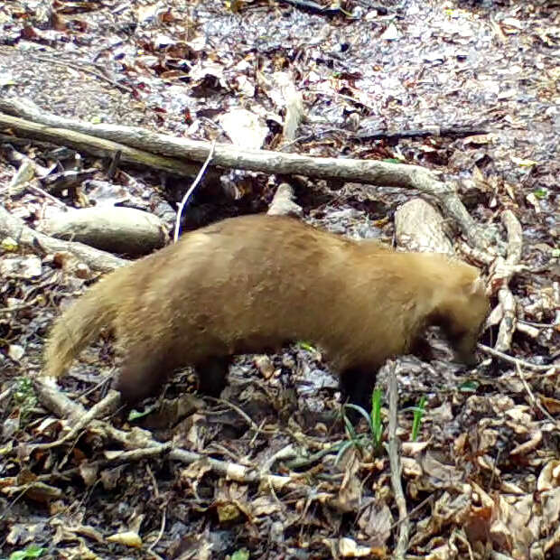 Image of Japanese Badger