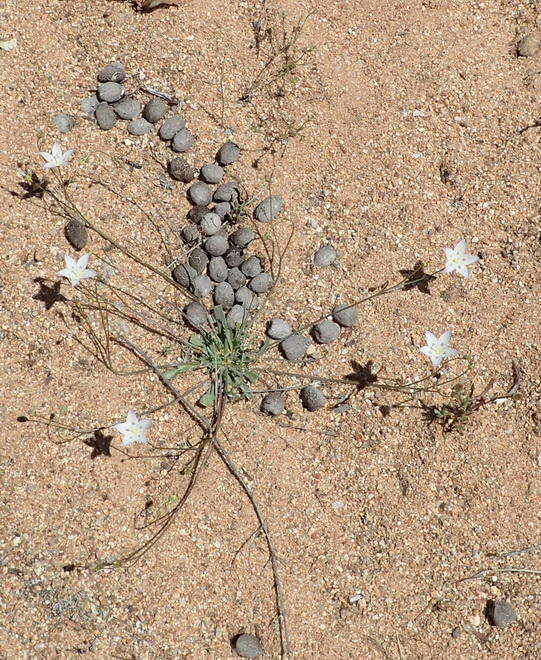 Image of Wahlenbergia annularis A. DC.