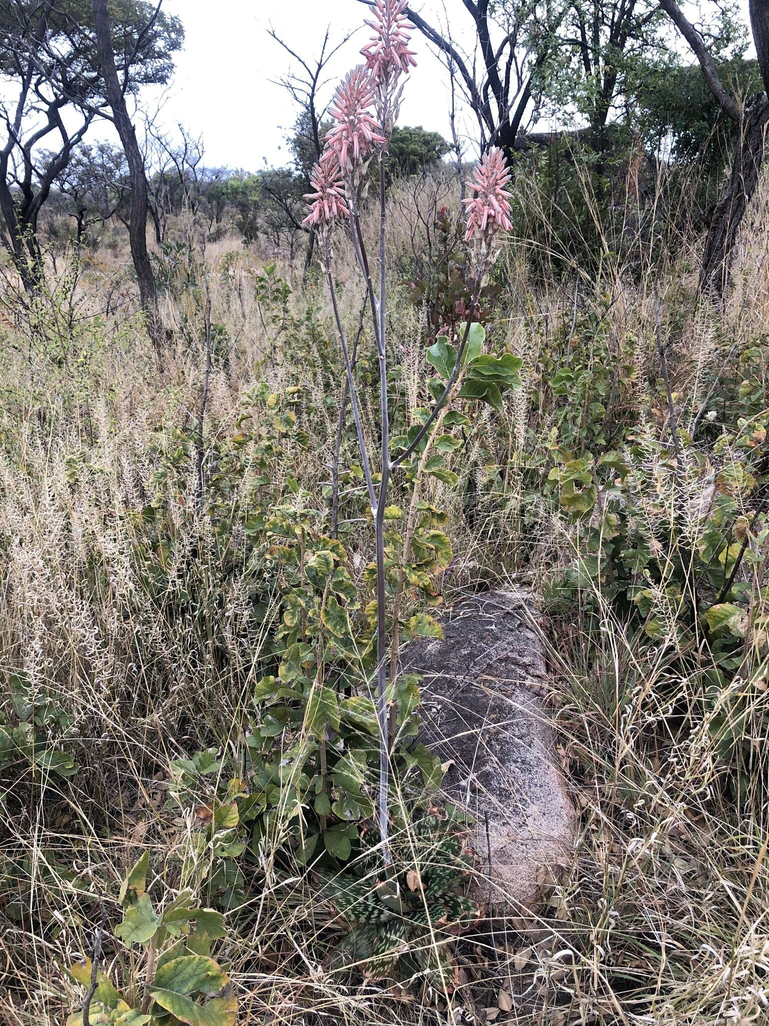 Image of Aloe greatheadii var. greatheadii