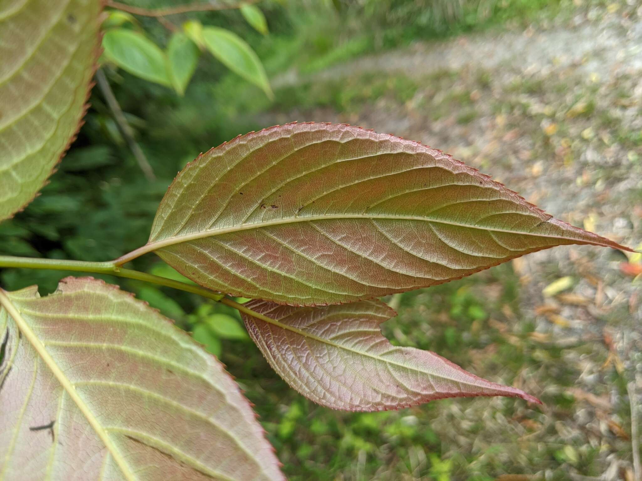 Image of Perrottetia arisanensis Hayata