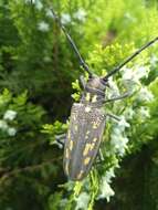 Image of Batocera lineolata Chevrolat 1852