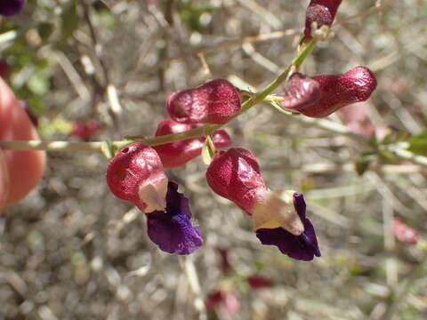 Imagem de Scutellaria mexicana (Torr.) A. J. Paton